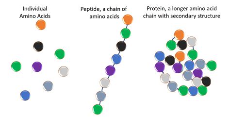 avmino|amino acid vs polypeptide.